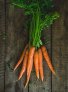 carrot_1