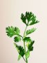 parsley